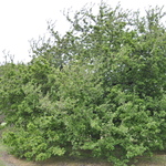 Malus 'Hargozam'(HARVEST GOLD®) — photo 2