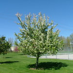 Malus 'Hargozam'(HARVEST GOLD®) — photo 3