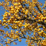 Malus 'Hargozam'(HARVEST GOLD®) — photo 4