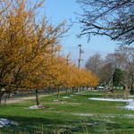 Malus 'Hargozam'(HARVEST GOLD®) — photo 5