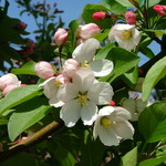 Malus 'Hargozam'(HARVEST GOLD®) — photo 6