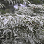 Cornus Kousa Wolf Eyes — photo 2