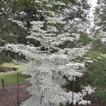 Cornus Kousa Wolf Eyes — photo 5
