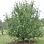 Malus hupehensis — photo 4