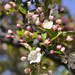 Malus hupehensis — photo 5