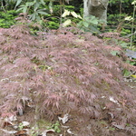 Acer Palmatum Julian Pendula — photo 1