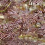Acer Palmatum Julian Pendula — photo 2
