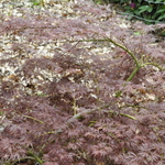 Acer Palmatum Julian Pendula — photo 3