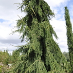 Picea Abies Aarburg — photo 2