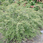 Abelia grandiflora 'Edward Goucher — photo 1