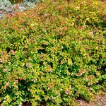 Abelia grandiflora 'Edward Goucher — photo 2