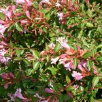 Abelia grandiflora 'Edward Goucher — photo 3