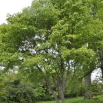 Acer Cissifolium — photo 1