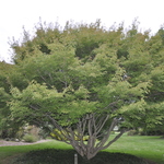 Acer Cissifolium — photo 2