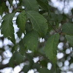 Acer Cissifolium — photo 3