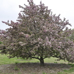 Malus 'Indian Magic' — photo 2
