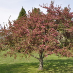 Malus 'Indian Magic' — photo 3