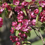 Malus 'Indian Magic' — photo 4