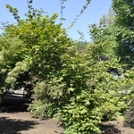 Acer Pseudosieboldianum 'Northern Glow' — photo 1