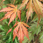 Acer Pseudosieboldianum 'Northern Glow' — photo 2