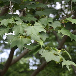 Acer Pictum Subsp. Mono — photo 1