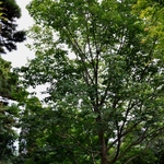 Acer Pictum Subsp. Mono — photo 2