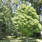 Acer Pictum Subsp. Mono — photo 3