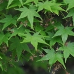 Acer Palmatum  'Aureo-variegatum' — photo 1