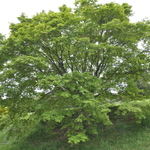Acer Palmatum  'Aureo-variegatum' — photo 3