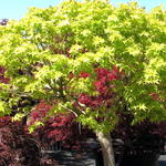 Acer Palmatum 'Green Cascade' — photo 1
