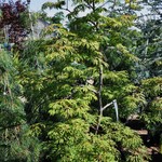 Acer Palmatum 'Green Cascade' — photo 2
