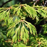 Acer Palmatum 'Green Cascade' — photo 3
