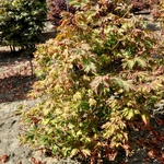 Acer Palmatum 'Green Cascade' — photo 4