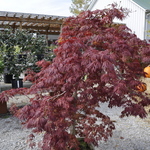 Acer Palmatum 'Green Cascade' — photo 5