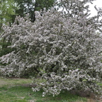Malus Indian Summer — photo 3