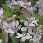 Malus Indian Summer — photo 4