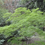 Acer Palmatum 'Green Mist' — photo 1