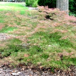 Acer Palmatum 'Green Mist' — photo 2