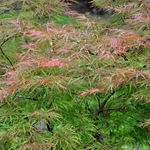 Acer Palmatum 'Green Mist' — photo 3