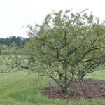 Malus Jewelberry — photo 2