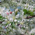 Malus Jewelberry — photo 3