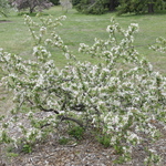Malus Jewelberry — photo 4