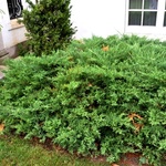 Juniperus Chinensis 'Pfitzeriana Kallay Compact' — photo 2