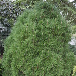 Pinus Nigra Moseri — photo 3