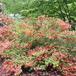 Rhododendron Aladdin — photo 1