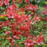 Rhododendron Aladdin — photo 2