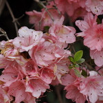 Azalea Glory — photo 1