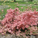 Azalea Glory — photo 2
