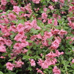 Rhododendron Glosky Pink — photo 1