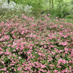 Rhododendron Glosky Pink — photo 2